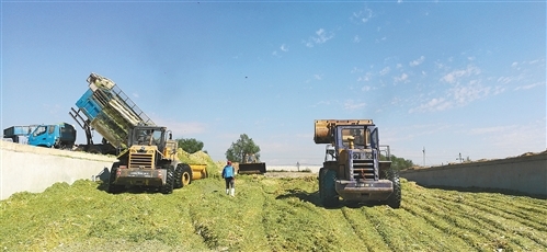 我國自主研發青貯飼料專用復合微生物菌劑，推動生物飼料產業創新發展