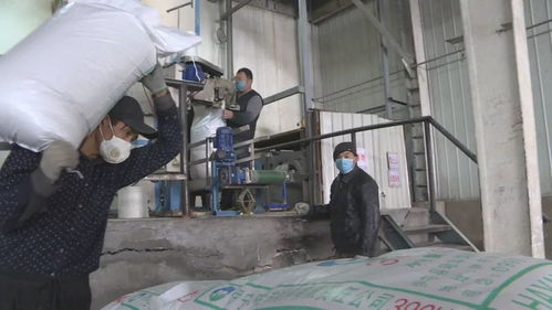 戰(zhàn)疫情 保供應(yīng) 飼料廠加緊生產(chǎn)與生物飼料研發(fā)